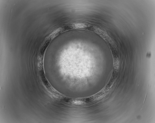 X0000098180360200805081029