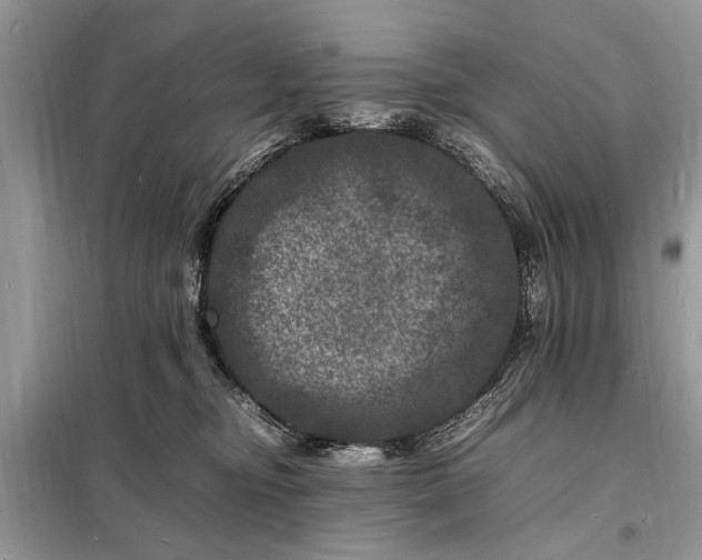 X0000098180374200805081029