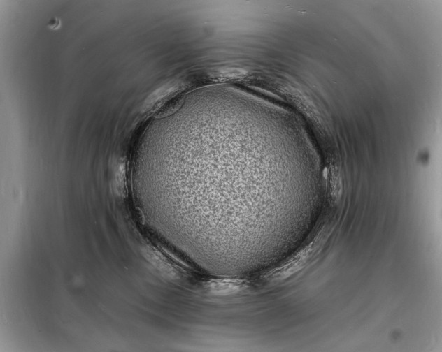 X0000098180378200805081029