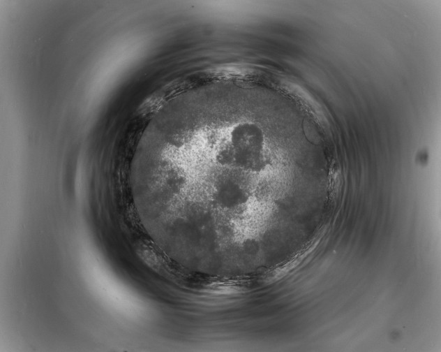 X0000098180381200805081029