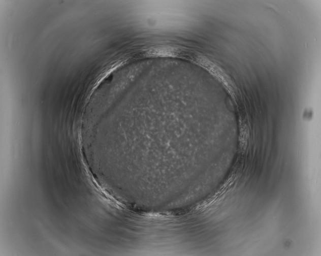 X0000098180386200805081029