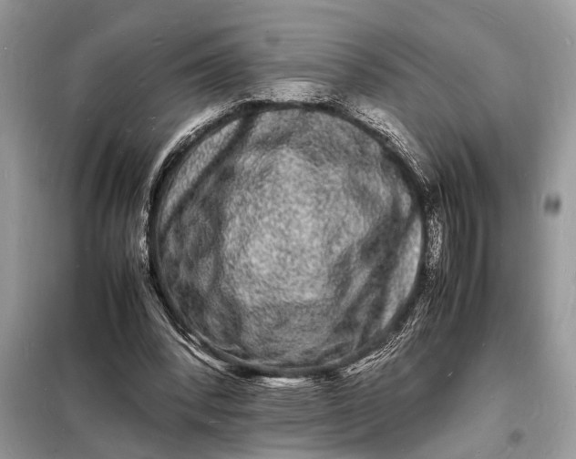 X0000098180392200805081029