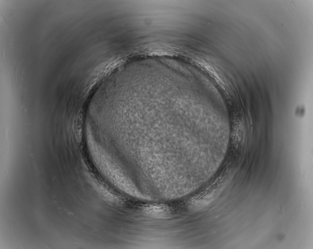 X0000098180402200805081028