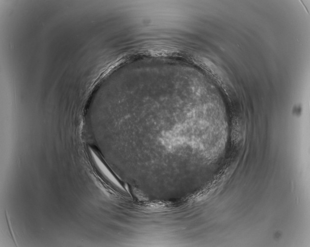 X0000098180405200805081028