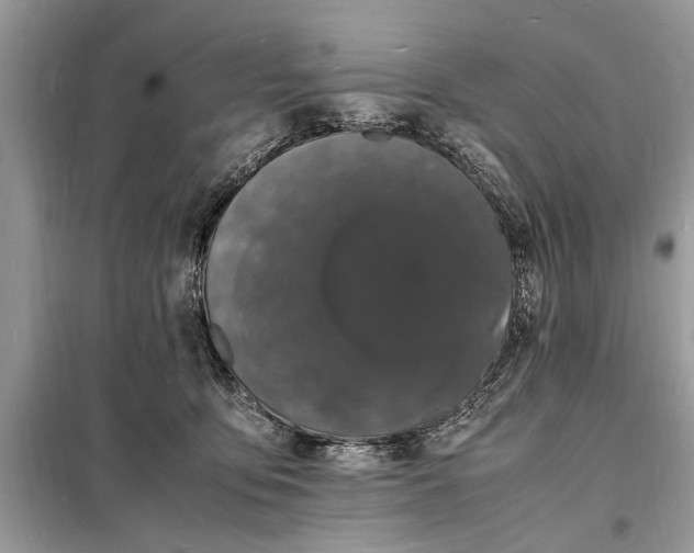 X0000098180419200805081028