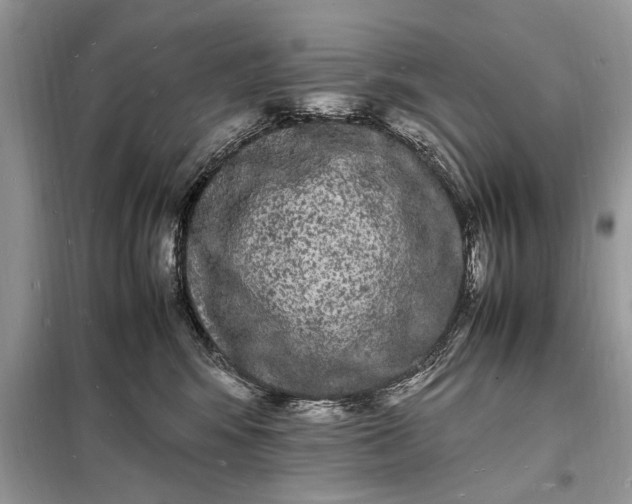 X0000098180424200805081028