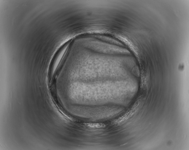 X0000098180439200805081027