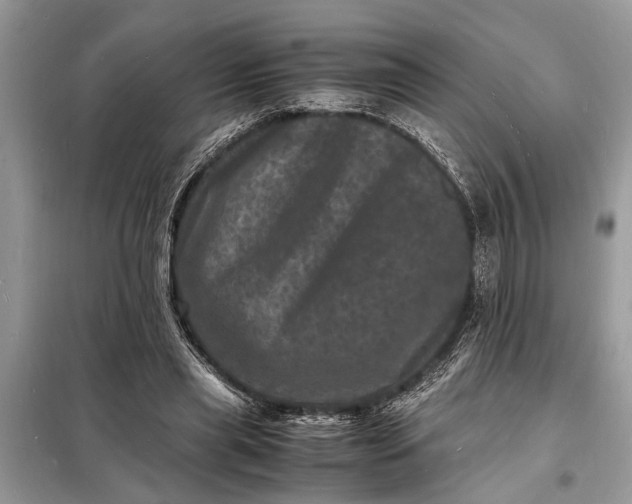 X0000098180445200805081027