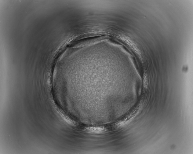 X0000098180449200805081028