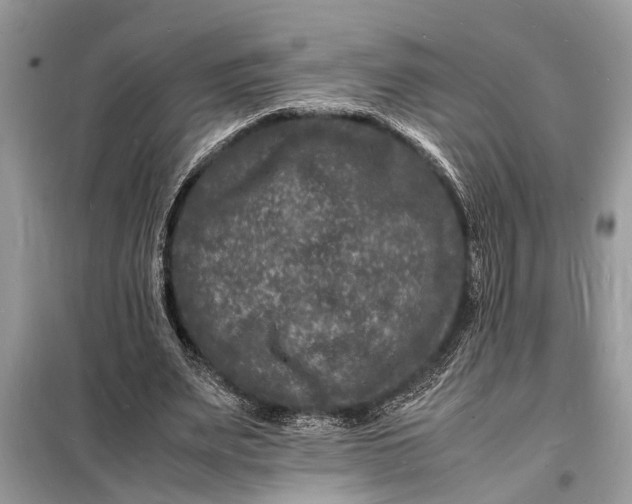 X0000098180487200805081027