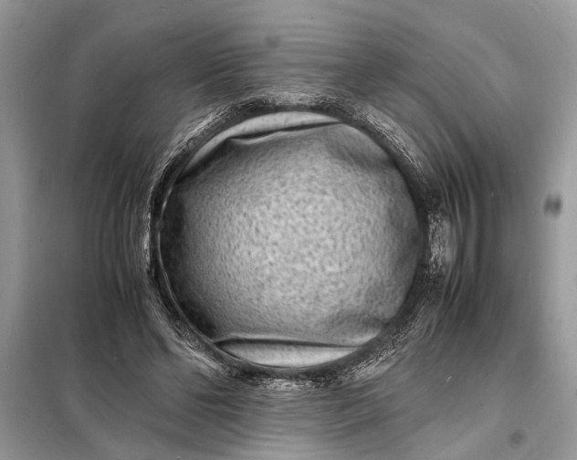 X0000098180494200805081027