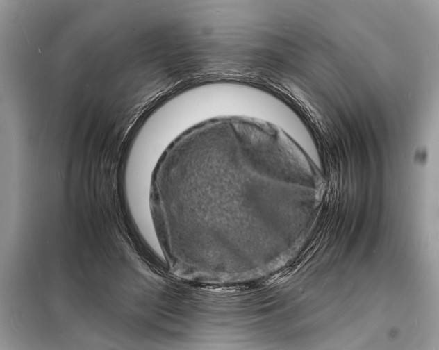 X0000098180500200805081027