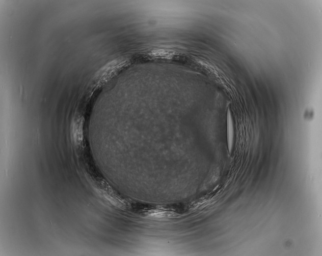 X0000098180504200805081027