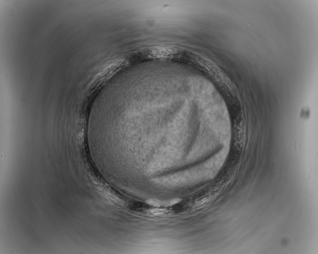 X0000098180505200805081027