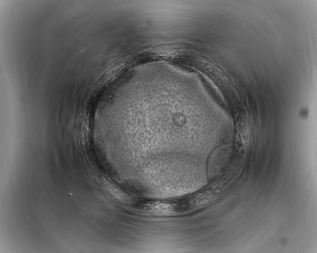 X0000098180518200805081027