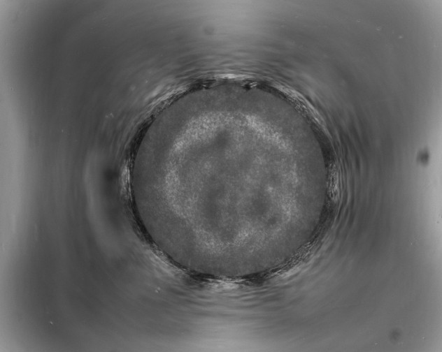 X0000098180523200805081027