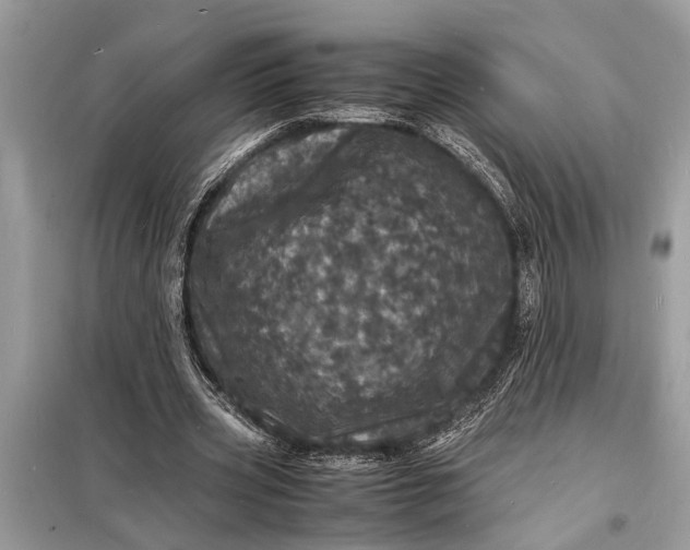 X0000098180533200805081026