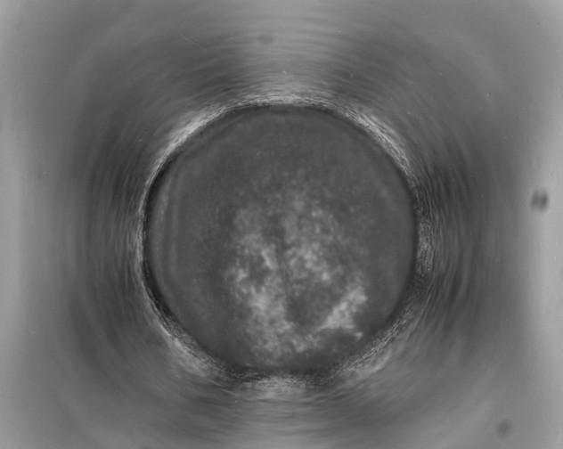 X0000098180578200805081026