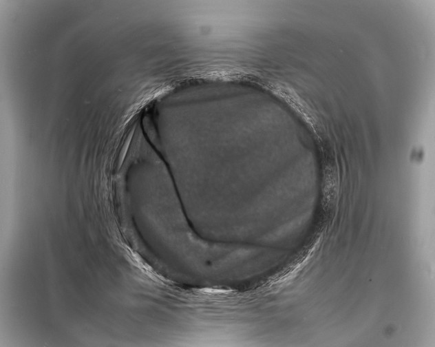 X0000098180585200805081026