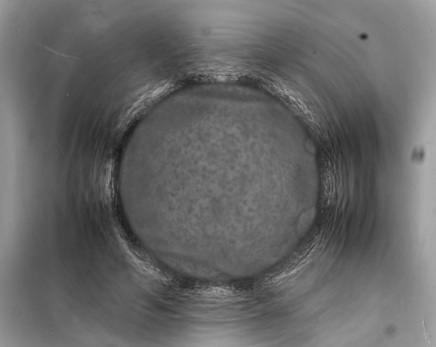 X0000098180594200805081026