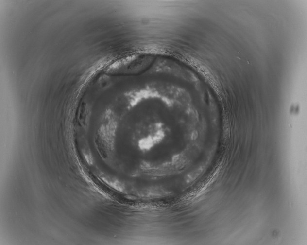 X0000098180625200805081025