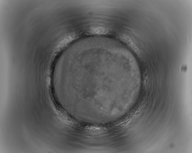 X0000098180635200805081025