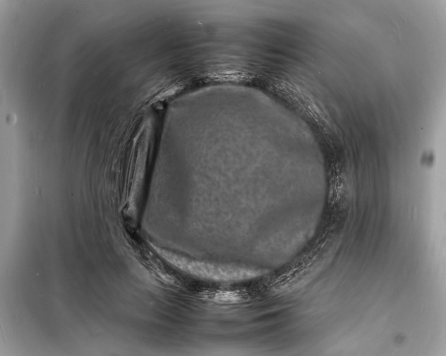 X0000098180647200805081025