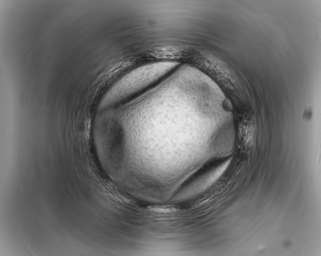 X0000098180652200805081025