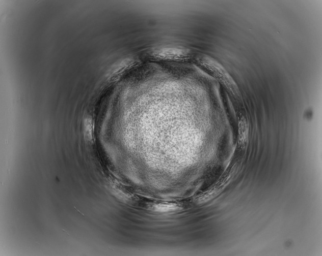 X0000098180669200805081025