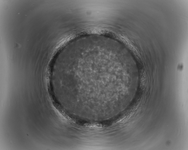 X0000098180683200805081024