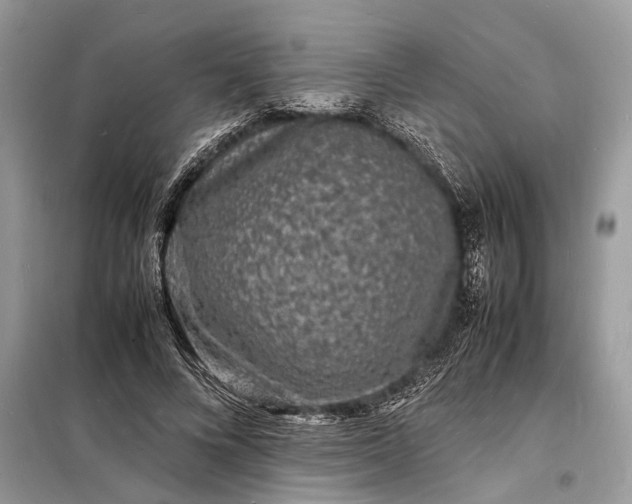 X0000098180688200805081024