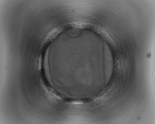 X0000098180694200805081024