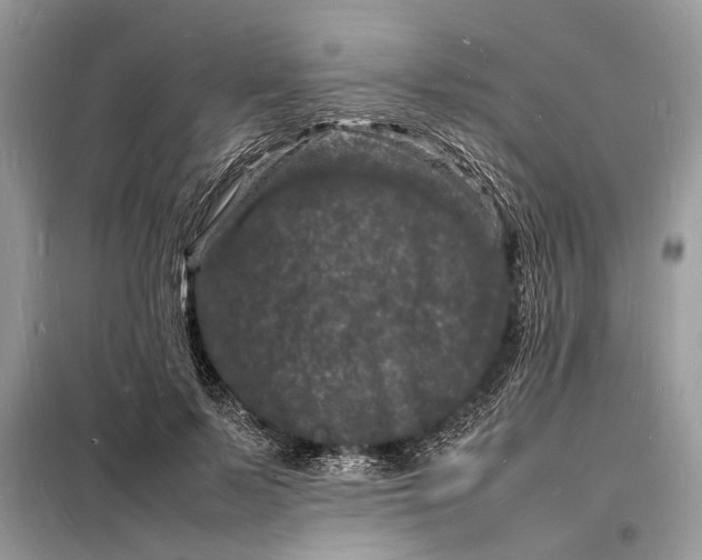 X0000098180695200805081024