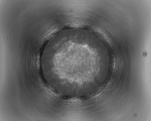 X0000098180696200805081024