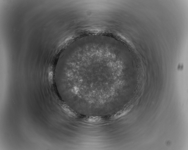 X0000098180720200805081024