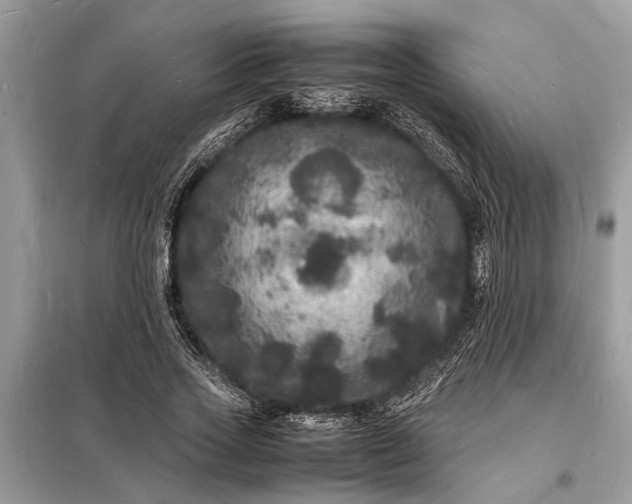 X0000098180733200805081023