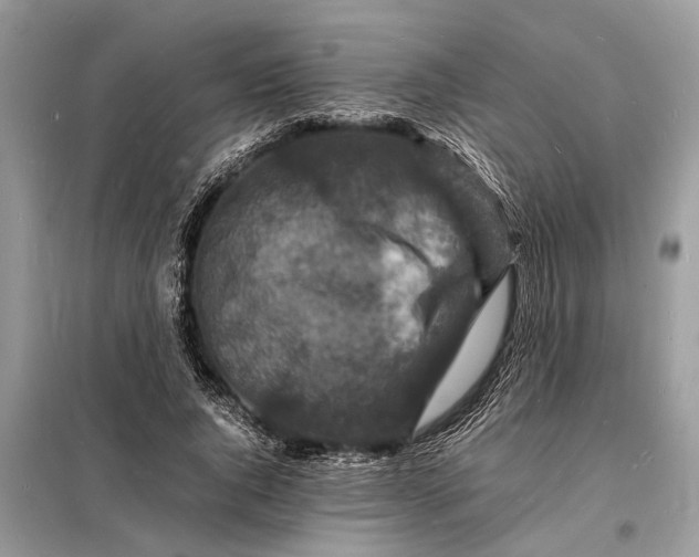 X0000098180736200805081023