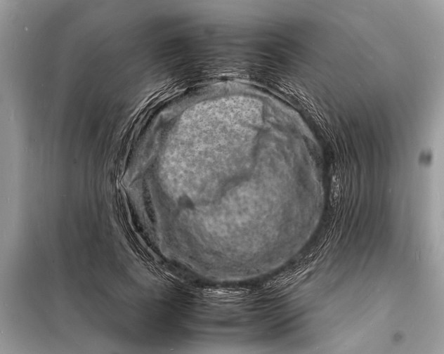 X0000098180739200805081024