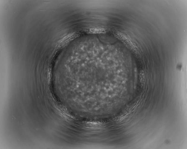 X0000098180741200805081024