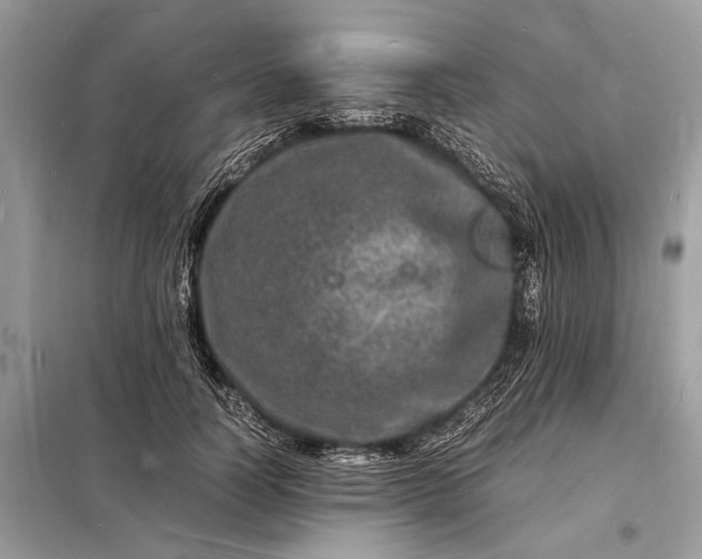 X0000098180746200805081024