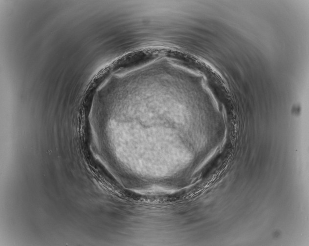 X0000098180775200805081023