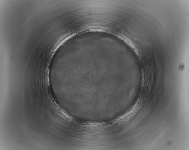 X0000098180782200805081023