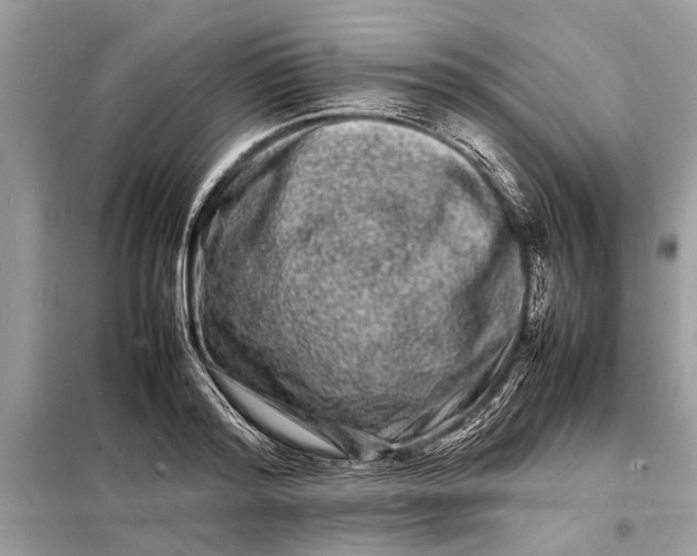 X0000098180796200805081023