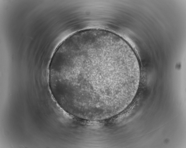 X0000098180807200805081023