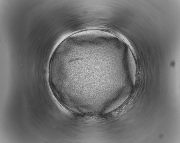 X0000098180811200805081023