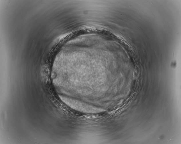 X0000098180822200805081022