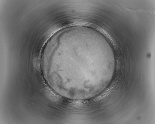 X0000098180828200805081022