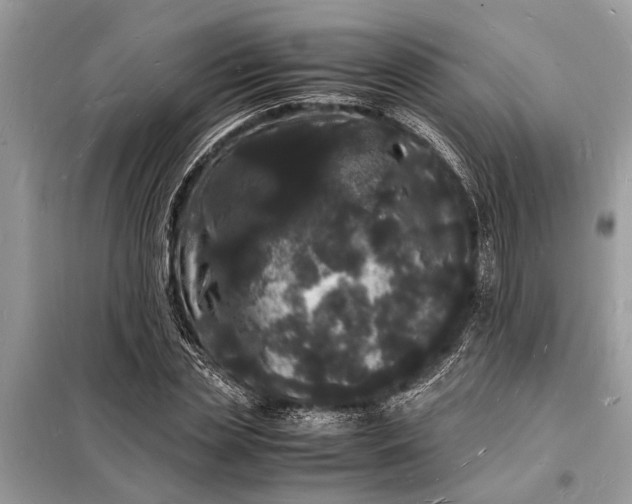 X0000098180829200805081022