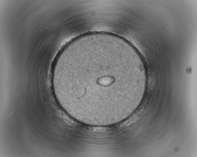 X0000098180832200805081022