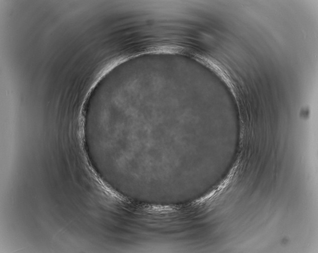 X0000098180835200805081022